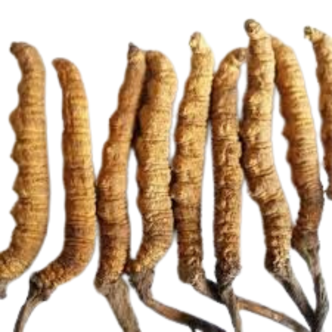 yarsagumba